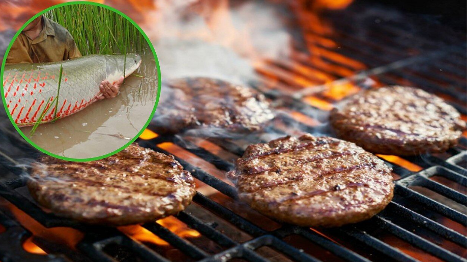 Desarrollan hamburguesa de paiche funcional con micropartículas de aceite rico en omega 3 Revista Industria Alimentaria Desarrollan hamburguesa de paiche funcional con micropartículas de aceite rico en omega 3 Revista Industria Alimentaria
